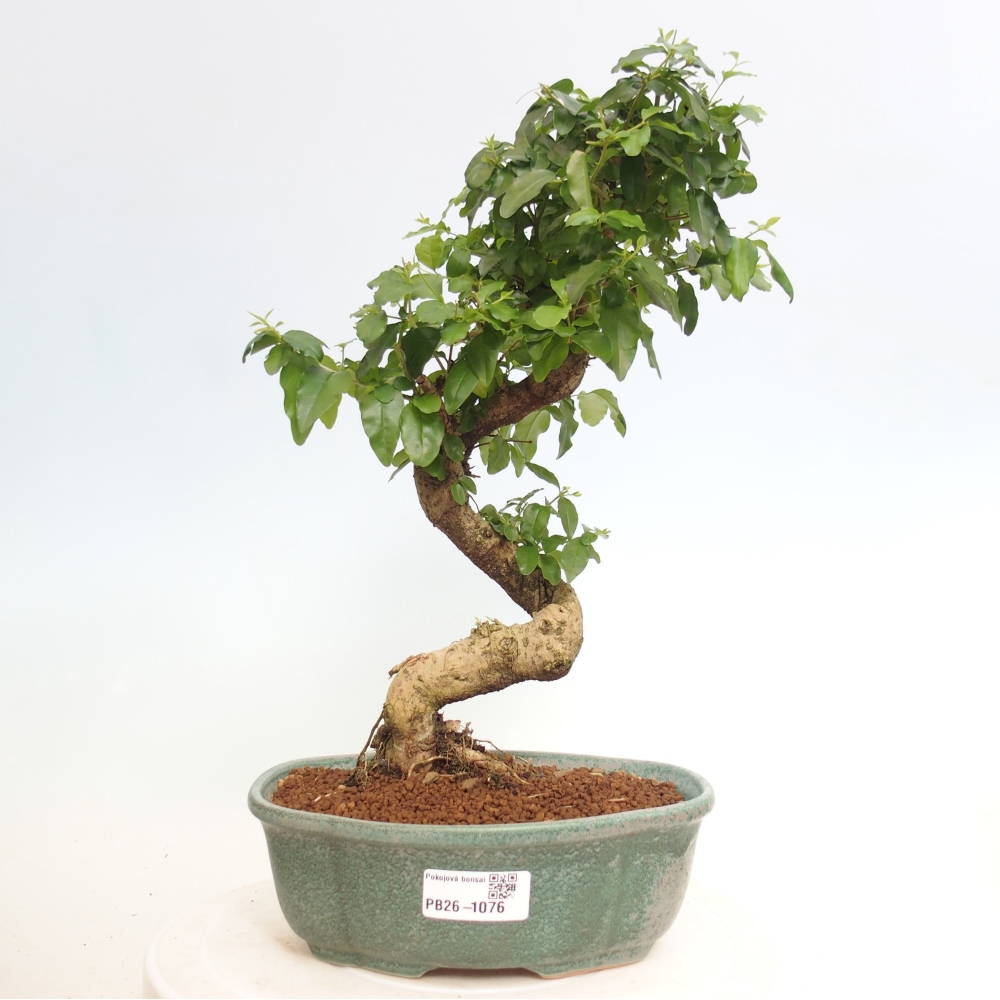 Pokój bonsai - Ligustrum chinensis - Dziób ptaka