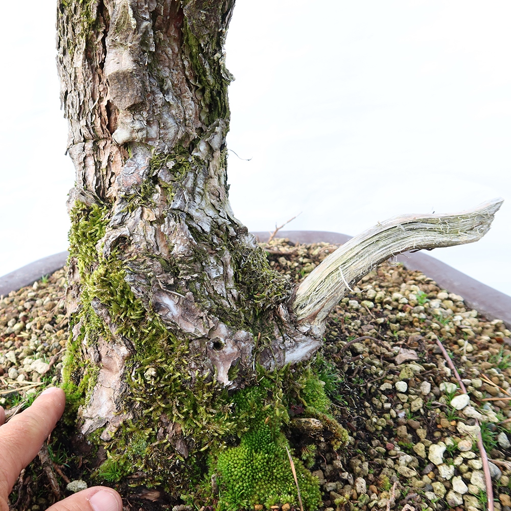 Pinus sylvestris Hiszpania – sosna zwyczajna