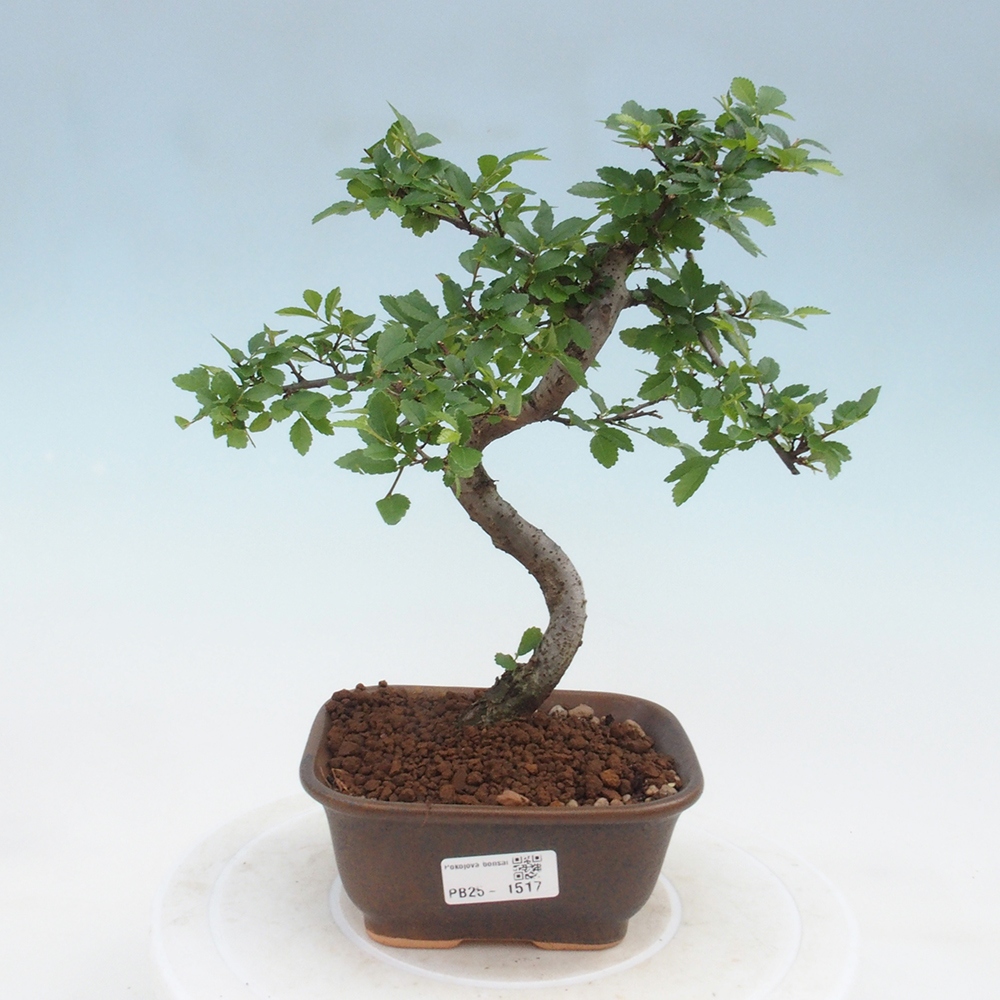 Bonsai wewnętrzne - Ulmus parvifolia - Wiąz drobnolistny
