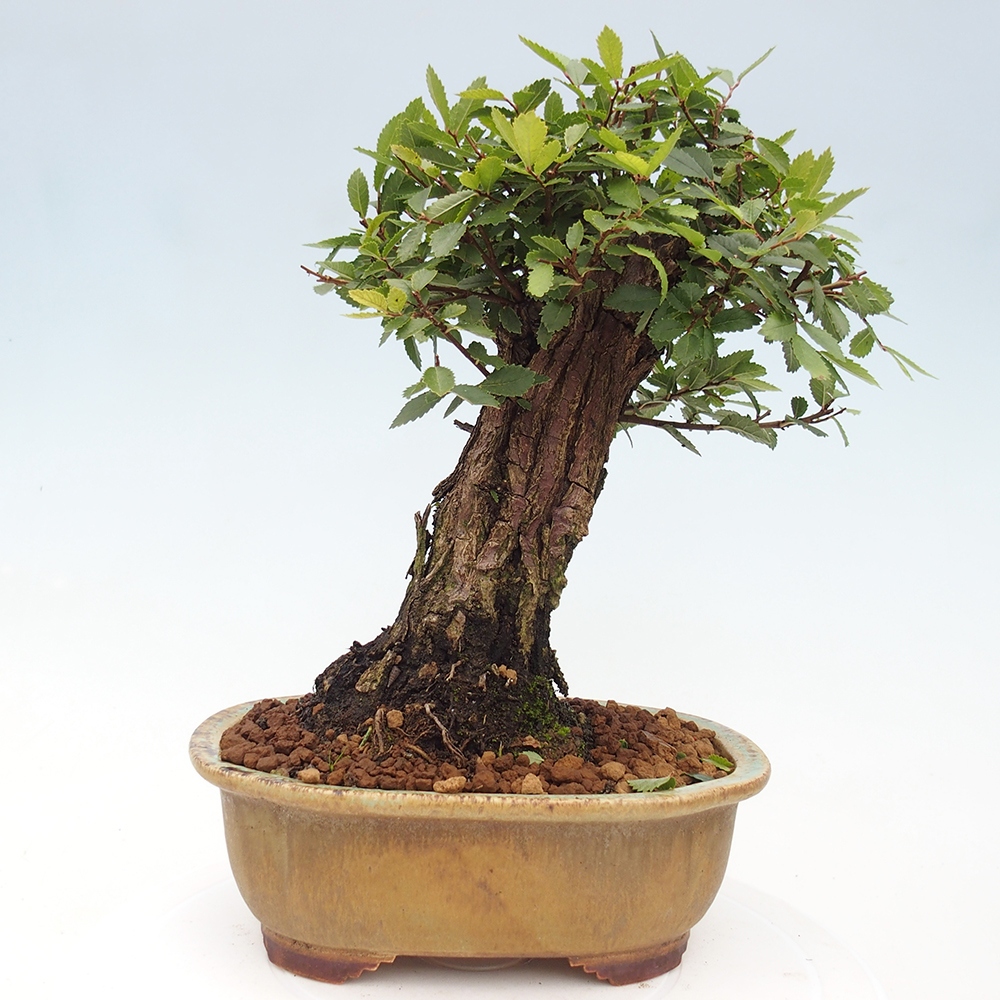 Bonsai zewnętrzne - Zelkova - Zelkova NIRE