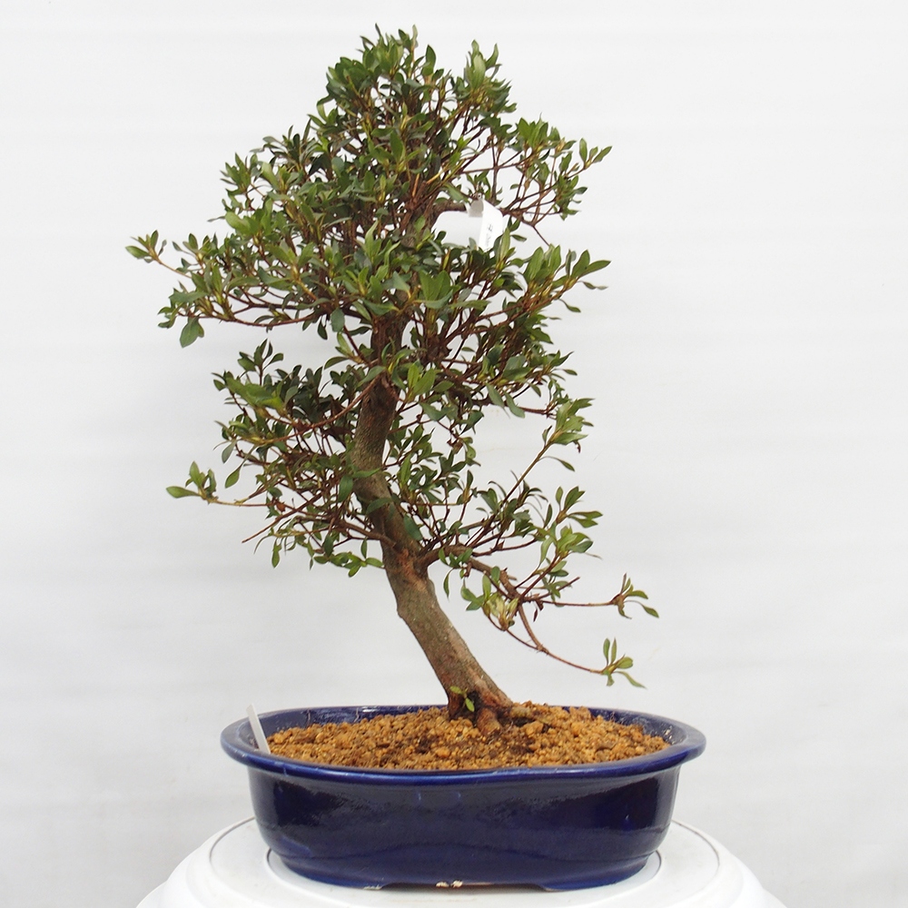 Bonsai zewnętrzne - Azalia japońska - Azalia CHIHIRO