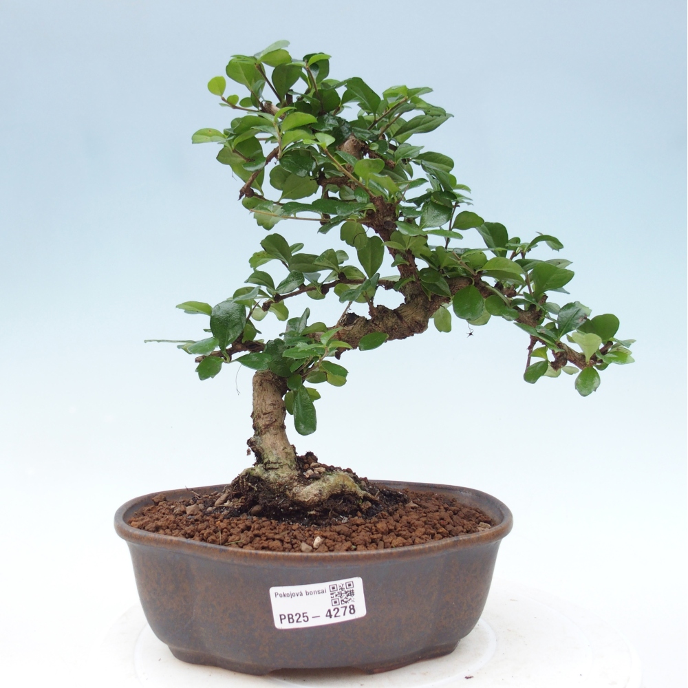 Bonsai pokojowe - Carmona macrophylla - Tea fuki