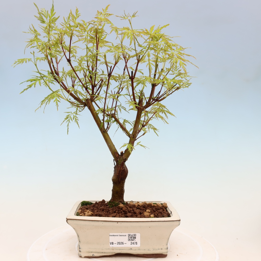 Bonsai ogrodowe – Acer palmatum Dissectum – klon palmowy 
