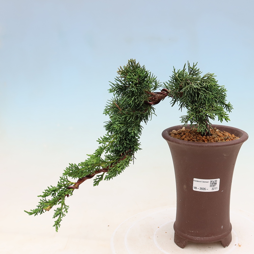 Outdoor bonsai - Juniperus chinensis Kishu