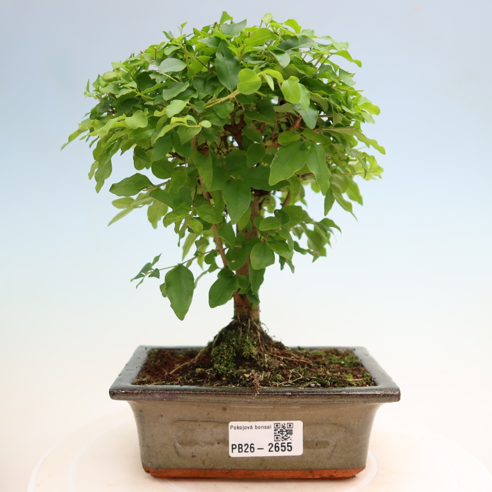 Pokój bonsai - Ligustrum chinensis - Dziób ptaka