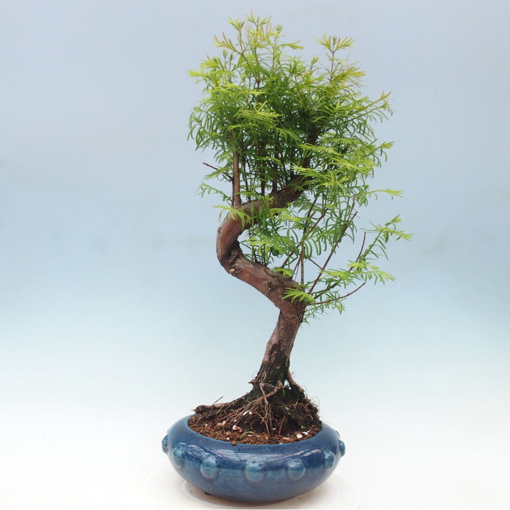 Outdoor bonsai - Metasequoia glyptostroboides - chińskie metasekvoje