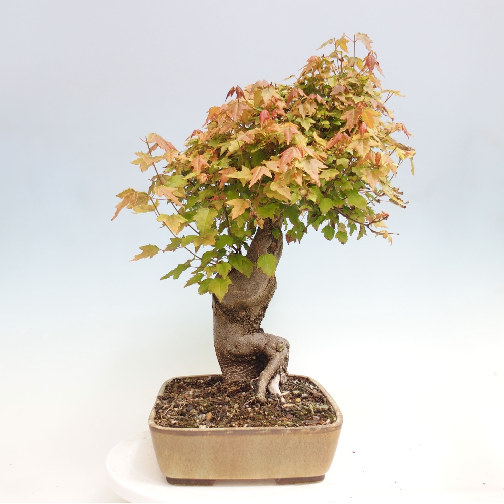 Outdoor bonsai - Maple Buergerianum - Burger Maple