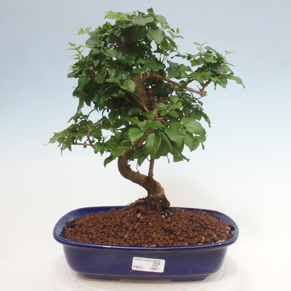 Pokój bonsai -Ligustrum chinensis - Ptasie oko