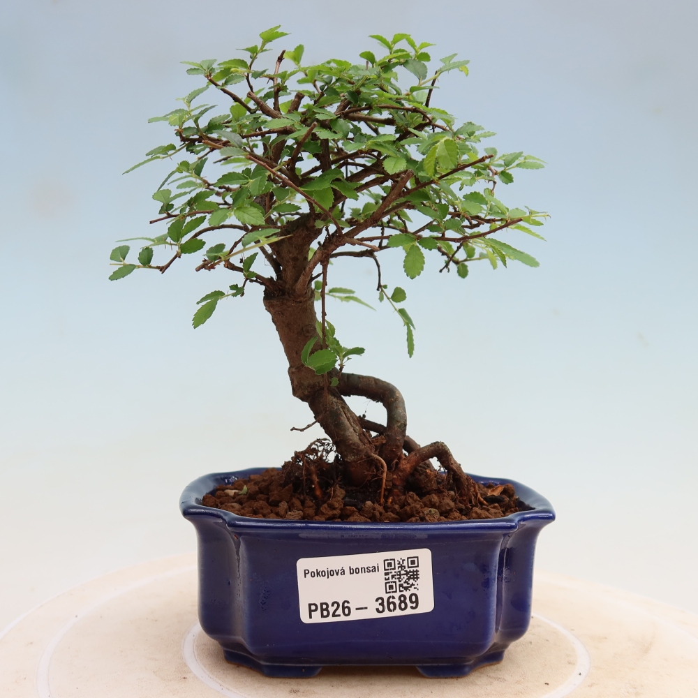 Pokój bonsai - Ulmus parvifolia - Wiąz drobnolistny