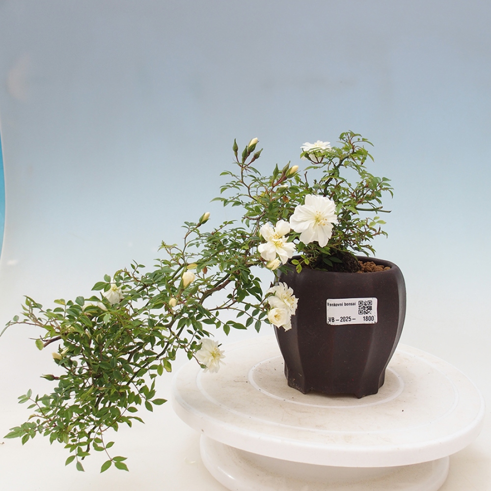 Bonsai na zewnątrz - Rosa Sea Foam - róża 