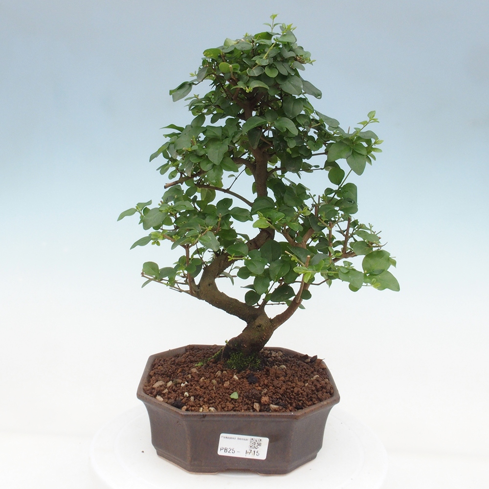Indoor bonsai -Ligustrum chinensis - dziób ptaka