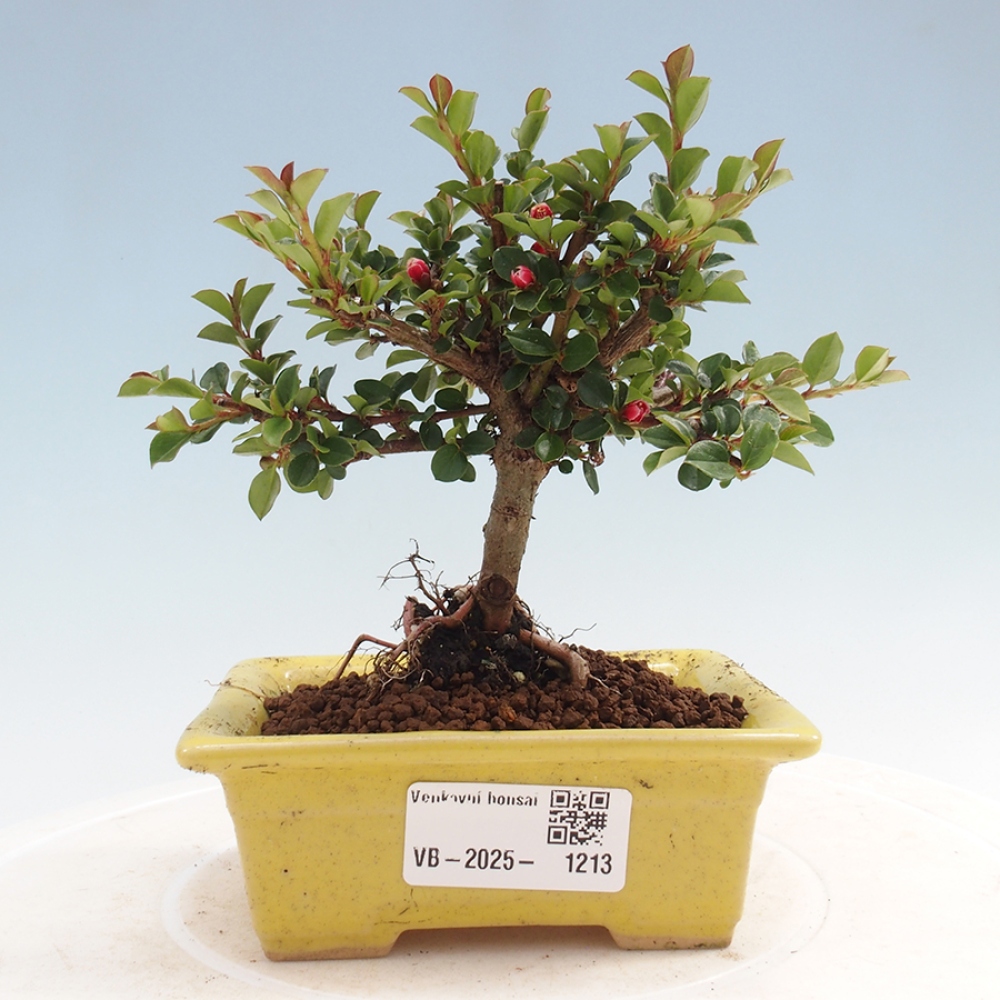 Plenerowe bonsai - Irga pozioma - Drzewo skalne