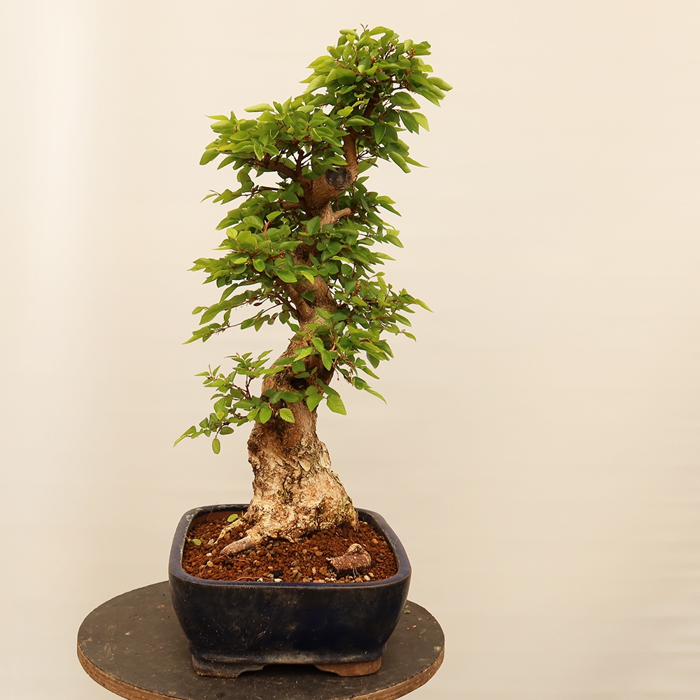 Bonsai plenerowe - Carpinus Coreana - grab koreański