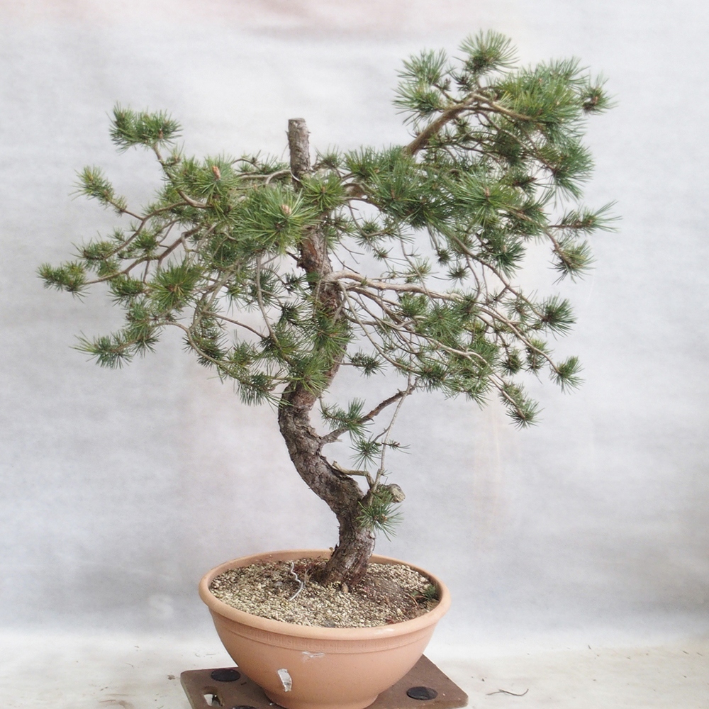 Yamadori - Pinus sylvestris 