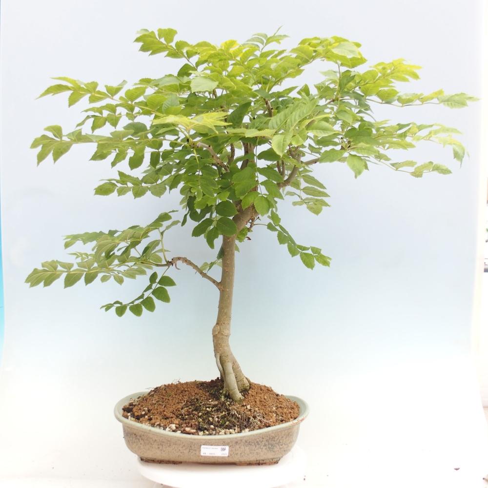 Bonsai zewnętrzne - Fraxinus - Ash
