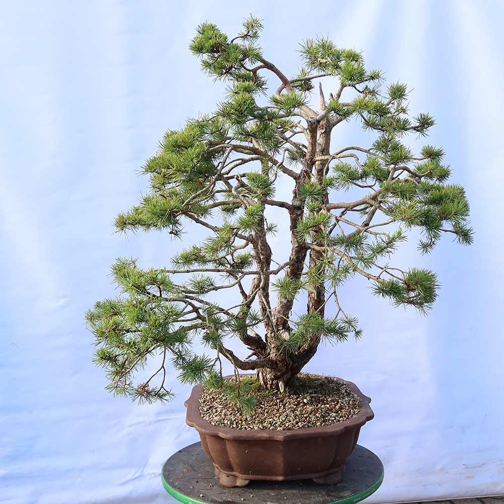 Pinus sylvestris Hiszpania – sosna zwyczajna