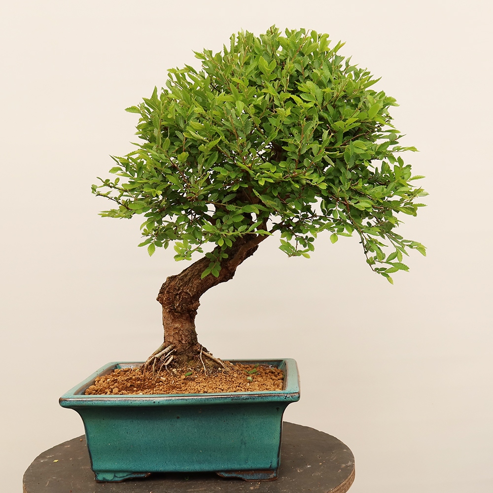 Bonsai na świeżym powietrzu - Zelkova - Zelkova NIRE