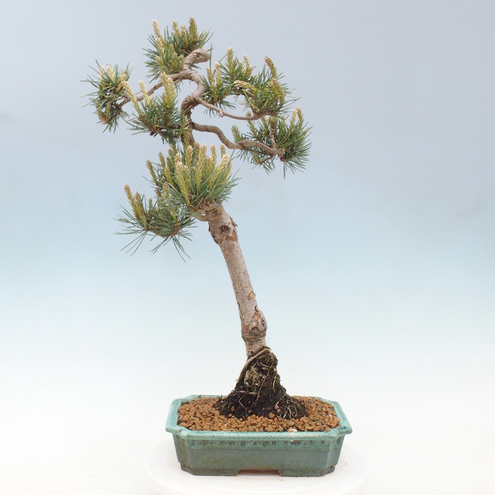 Outdoor bonsai - Pinus Sylvestris - sosna zwyczajna