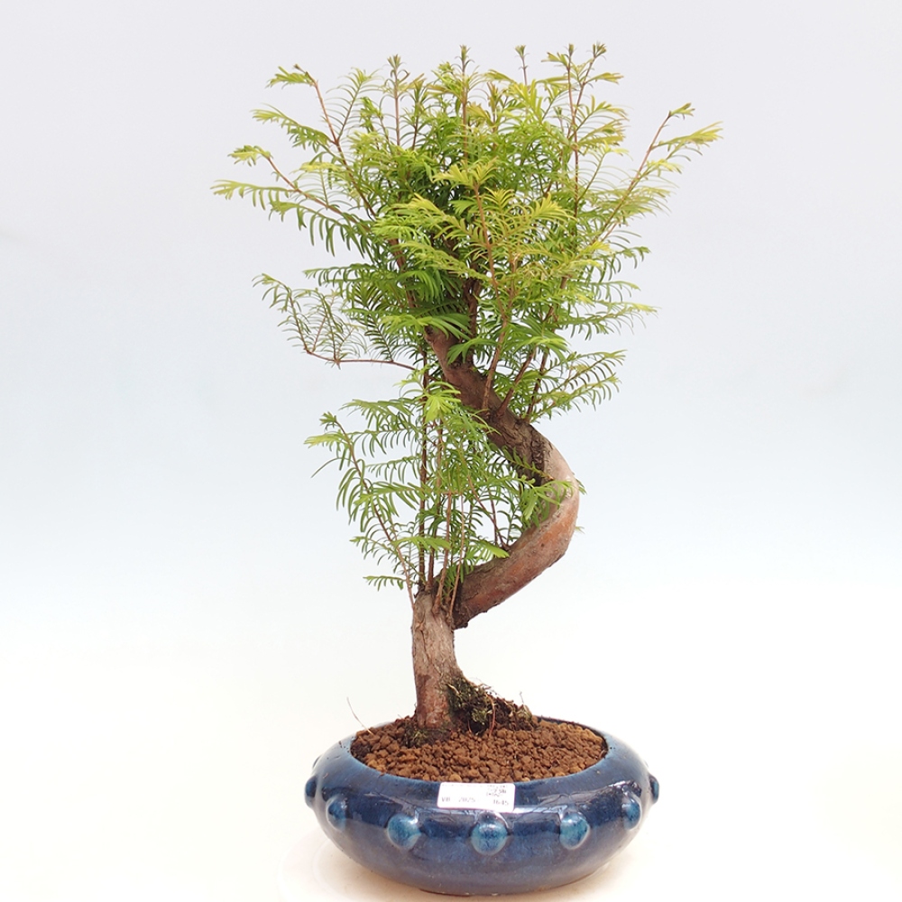 Outdoor bonsai - Metasequoia glyptostroboides - chińskie metasekvoje