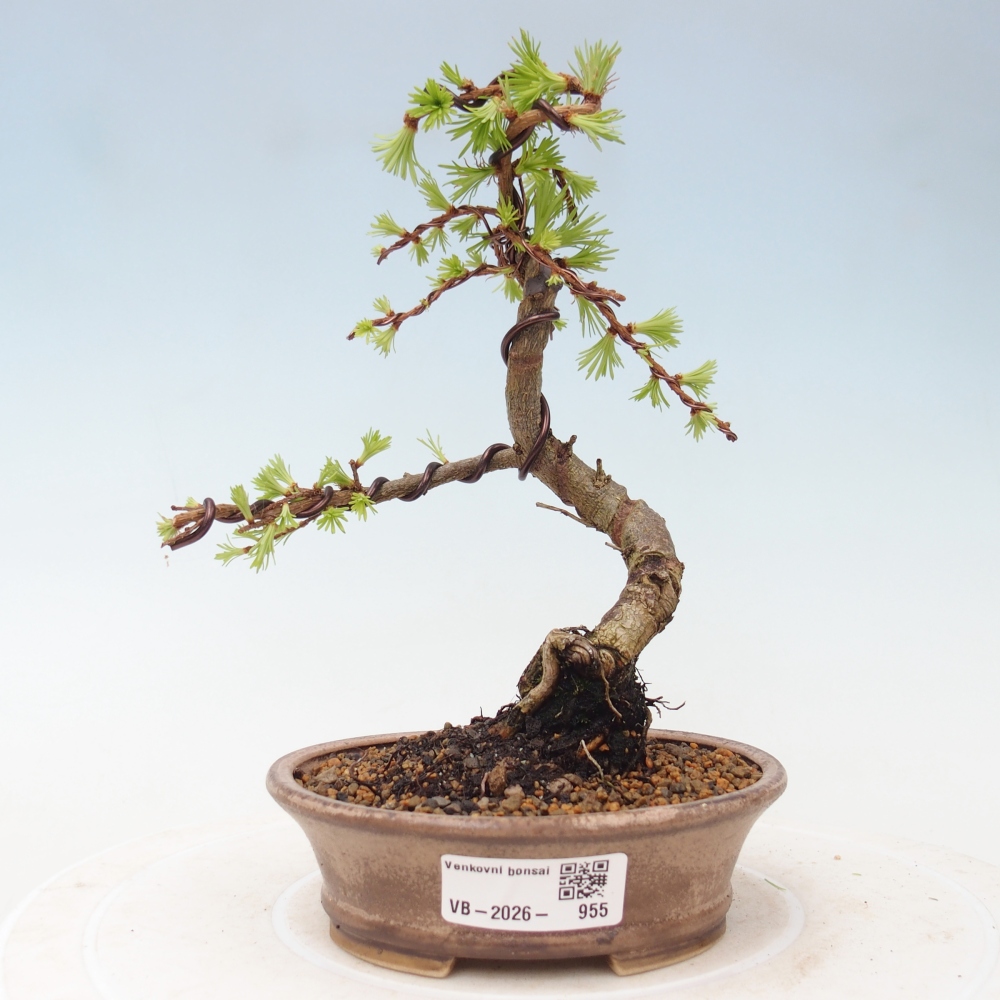 Outdoor bonsai - Larix Kaempferi - Modrzew japoński