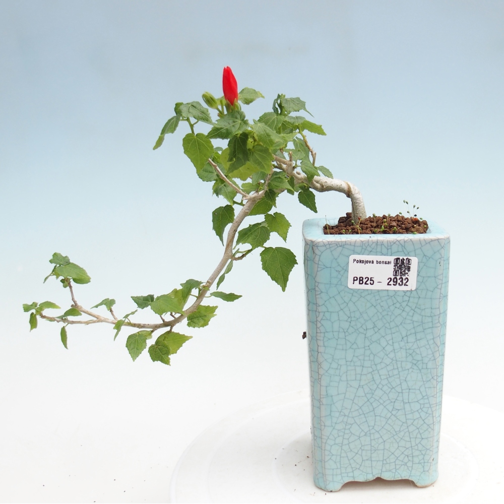 Kryte bonsai - Malvaviscus arboreus - hibiskus drzewny