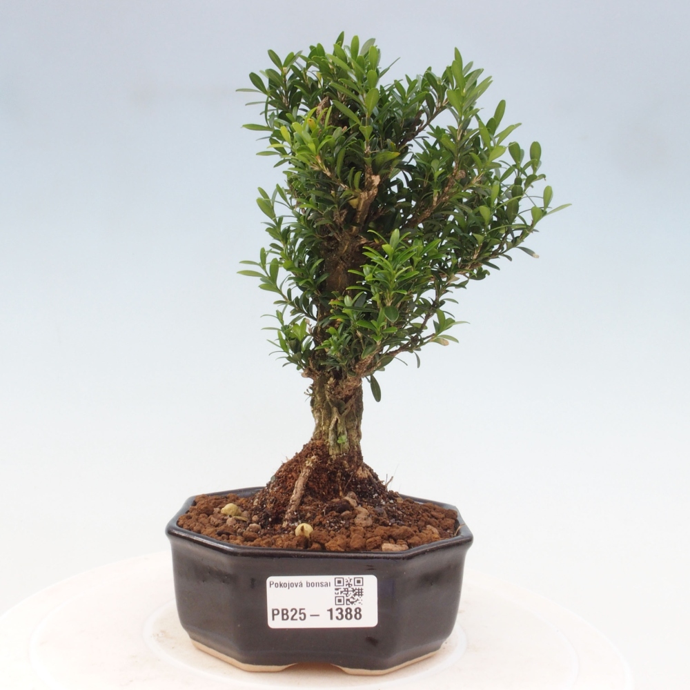 Bonsai pokojowe - Buxus harlandii - buxus korkowy