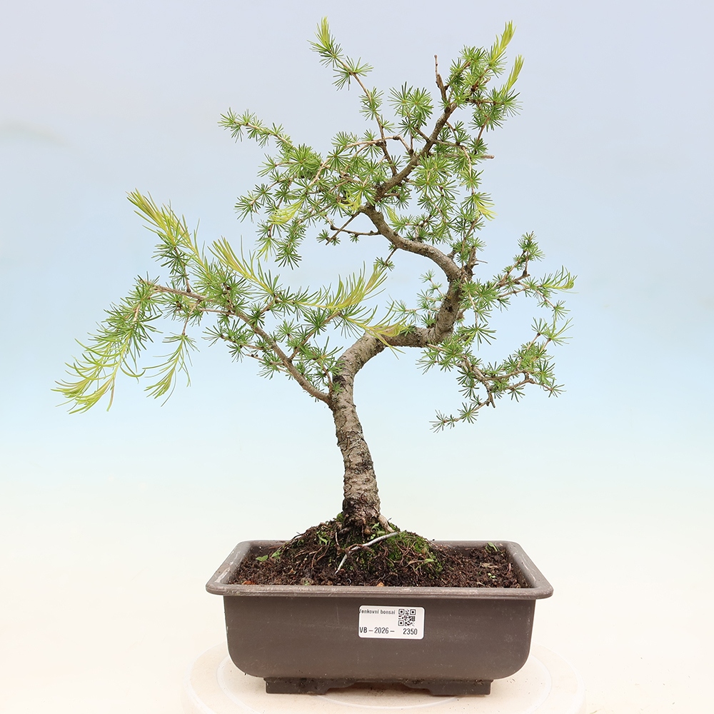 Bonsai zewnętrzne - Larix decidua - Modrzew