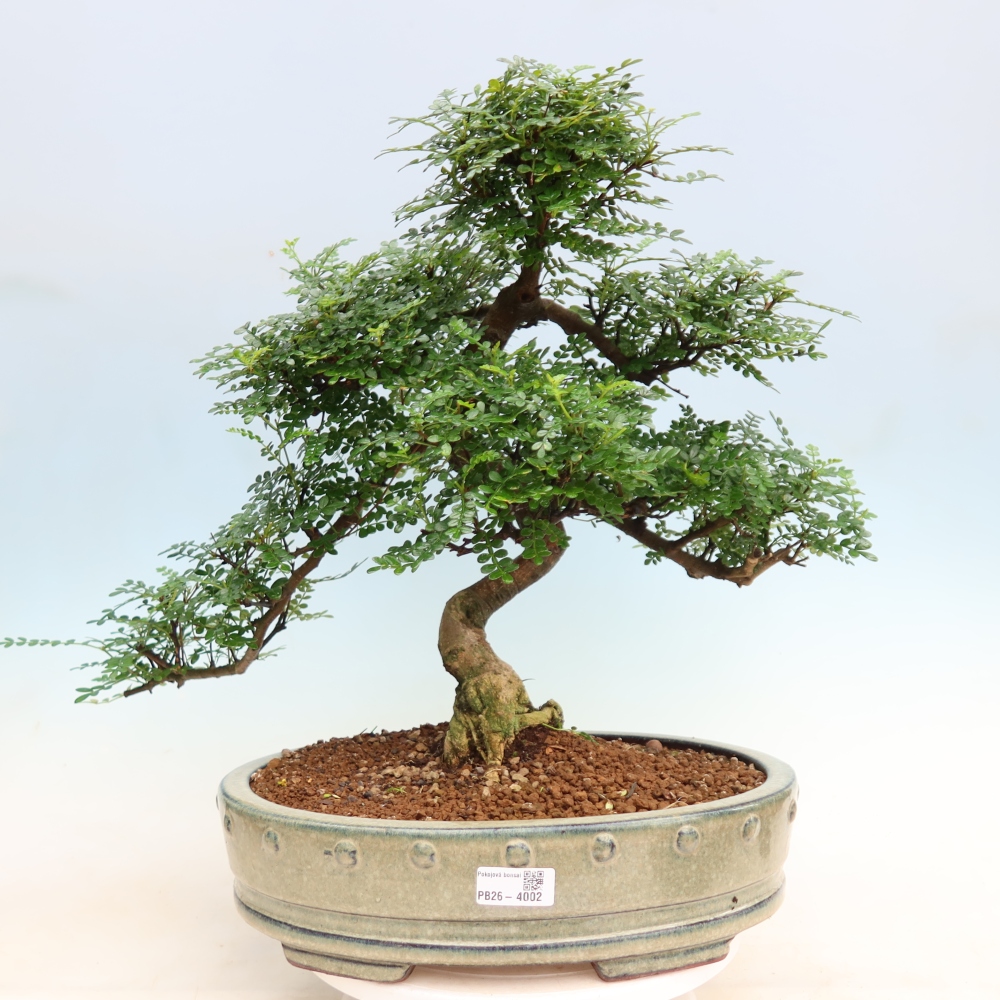 Pokój bonsai - Zantoxylum piperitum - drzewo pieprzowe