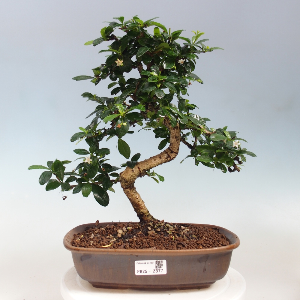 Pokój bonsai - Carmona macrophylla - Tea fuki