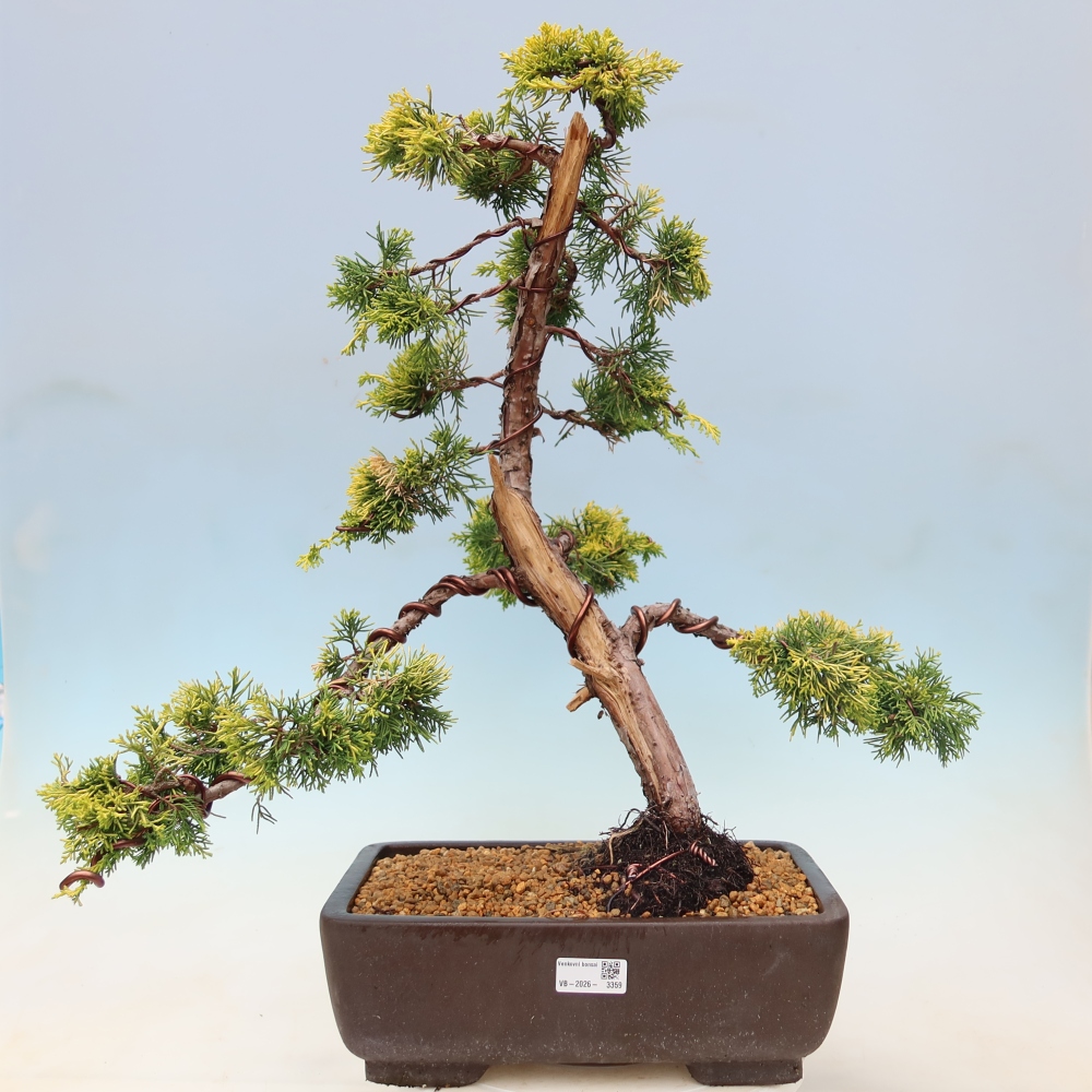 Bonsai ogrodowe – Juniperus chinensis  aurea – jałowiec chiński złoty