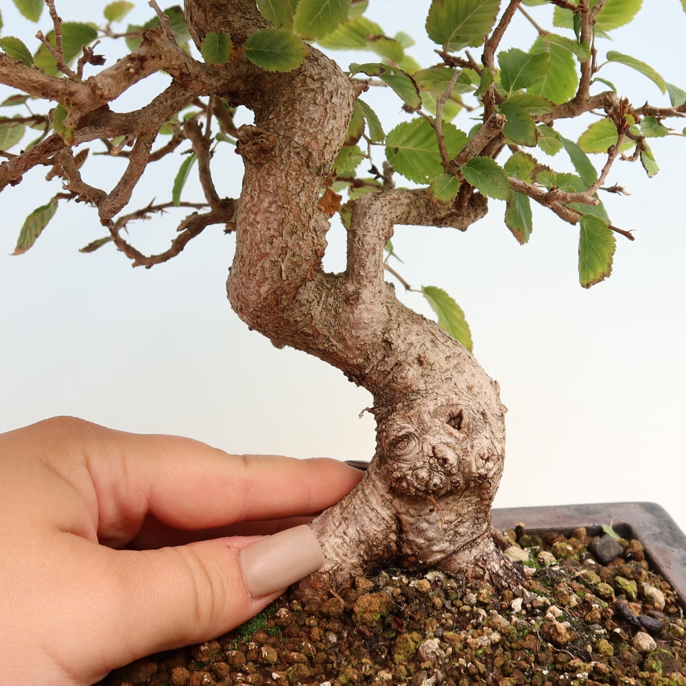 Outdoor bonsai - Carpinus CARPINOIDES - grab koreański