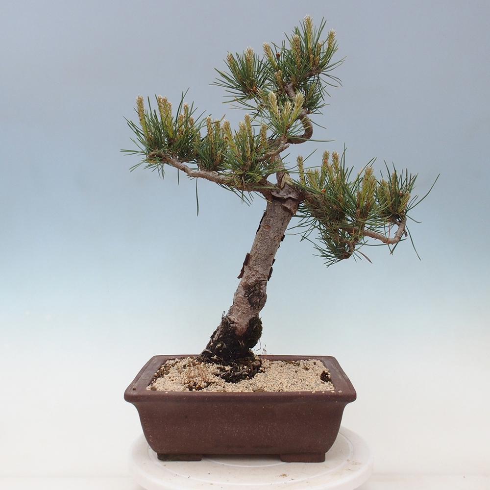 Outdoor bonsai - Pinus Sylvestris - sosna zwyczajna