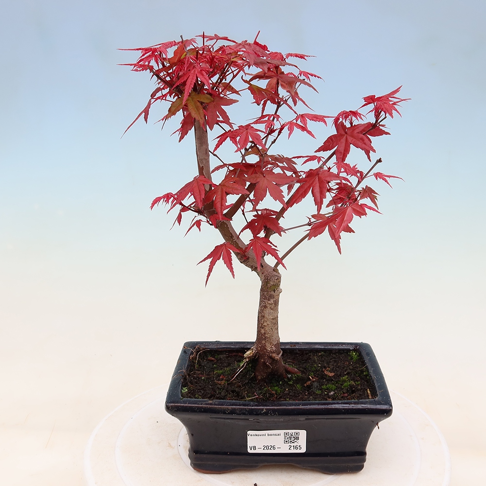 Outdoor bonsai - Acer palmatum DESHOJO