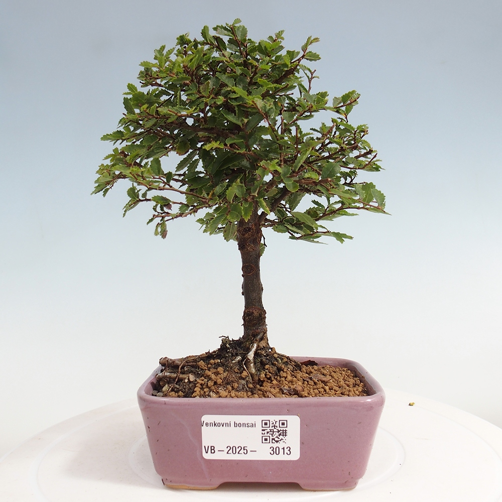 Bonsai zewnętrzne - Ulmus parvifolia Sagei - Wiąz drobnolistny