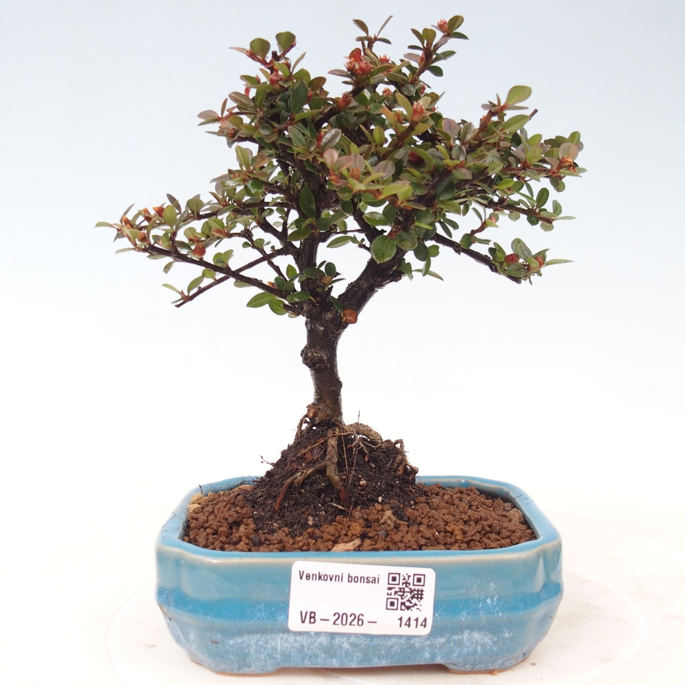 Outdoor bonsai - irga pozioma - Rocky Mountain