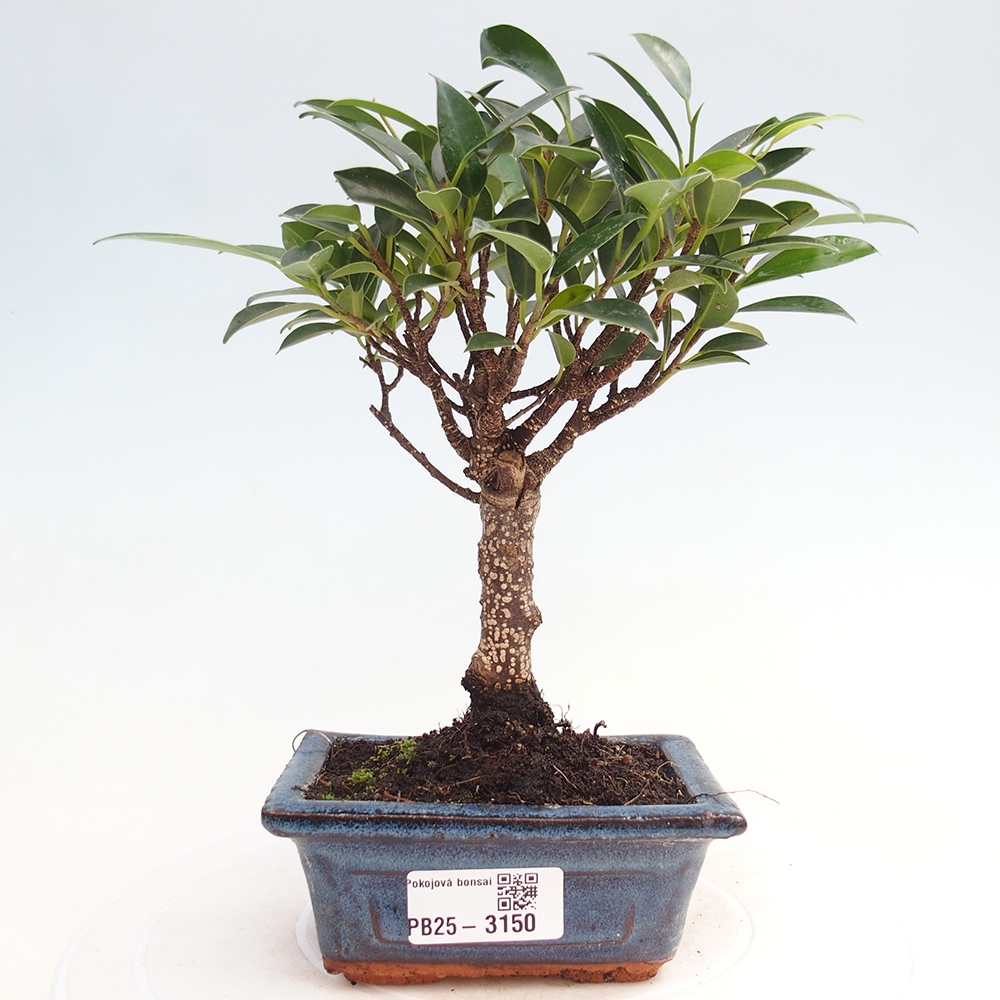 Pokój bonsai Ficus retusa kimmen