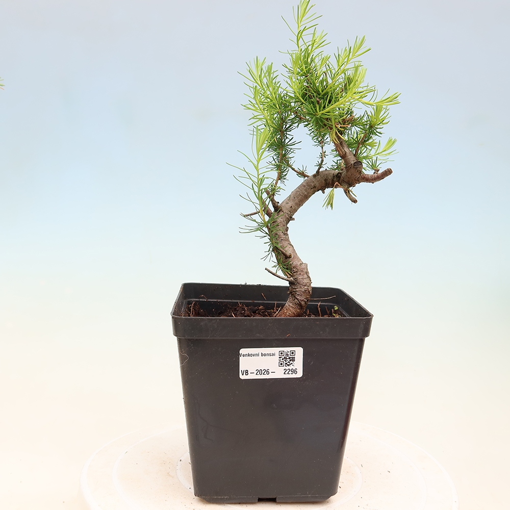 Bonsai zewnętrzne - Larix decidua - Modrzew