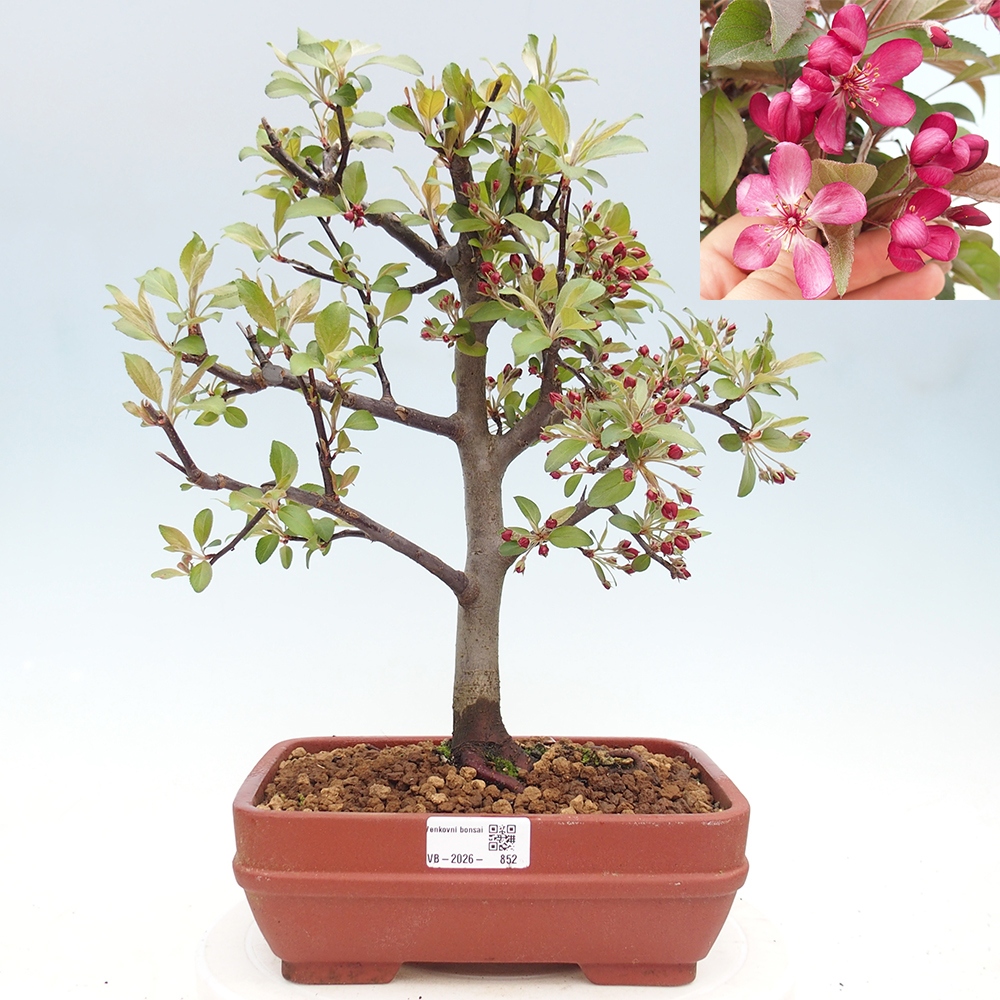 Outdoor bonsai - Malus domestica - Jabłoń czerwonolistna o małych owocach