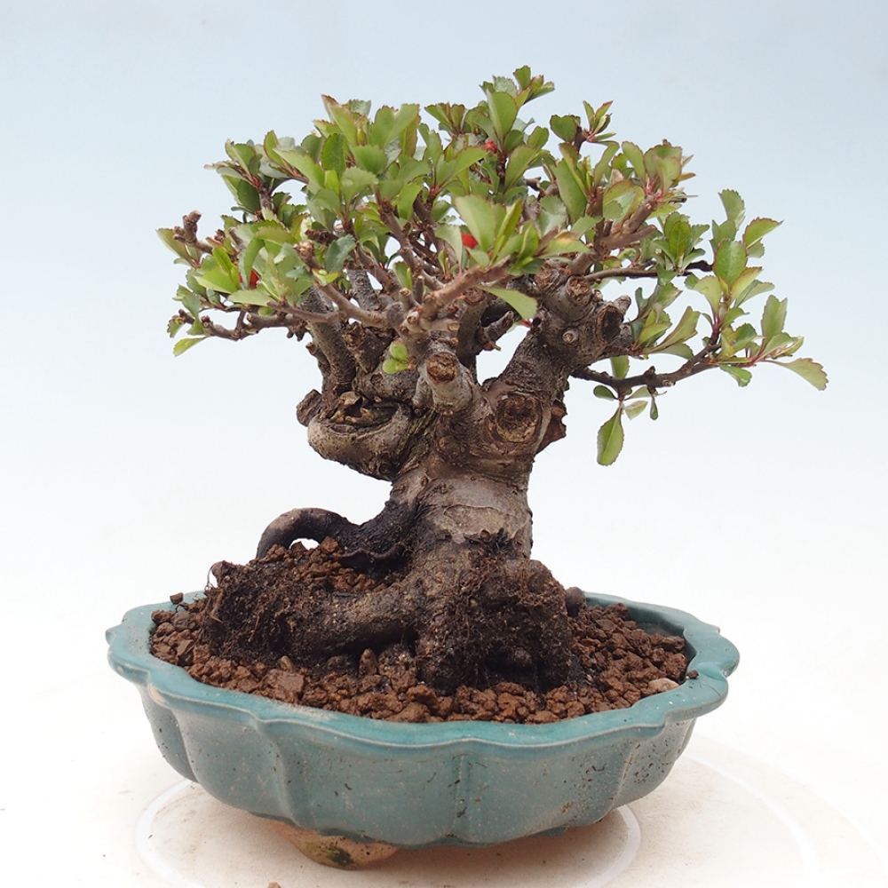 Bonsai zewnętrzne - Chaneomeles speciosa - Pigwa