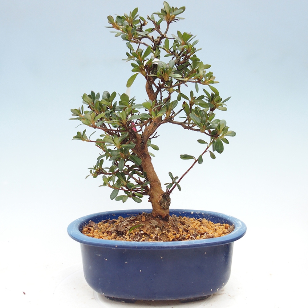 Bonsai zewnętrzne - Azalia japońska - Azalia Kobai