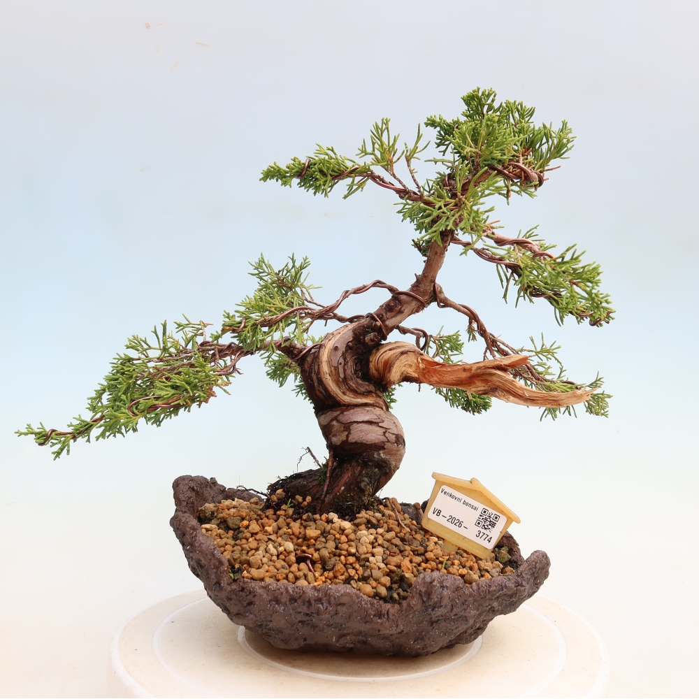 Bonsai ogrodowe – Juniperus chinensis Itoigawa – jałowiec chiński