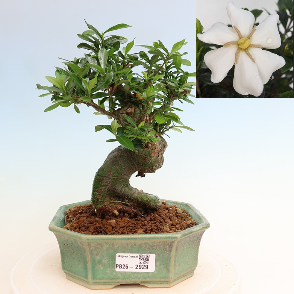 Bonsai pokojowe – Gardenia jasminoides – Gardenia