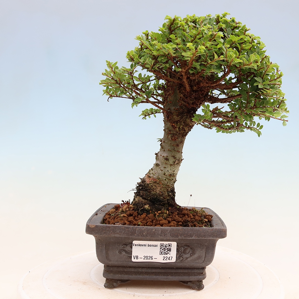 Bonsai ogrodowe – Ulmus parvifolia Sagei – wiąz drobnolistny
