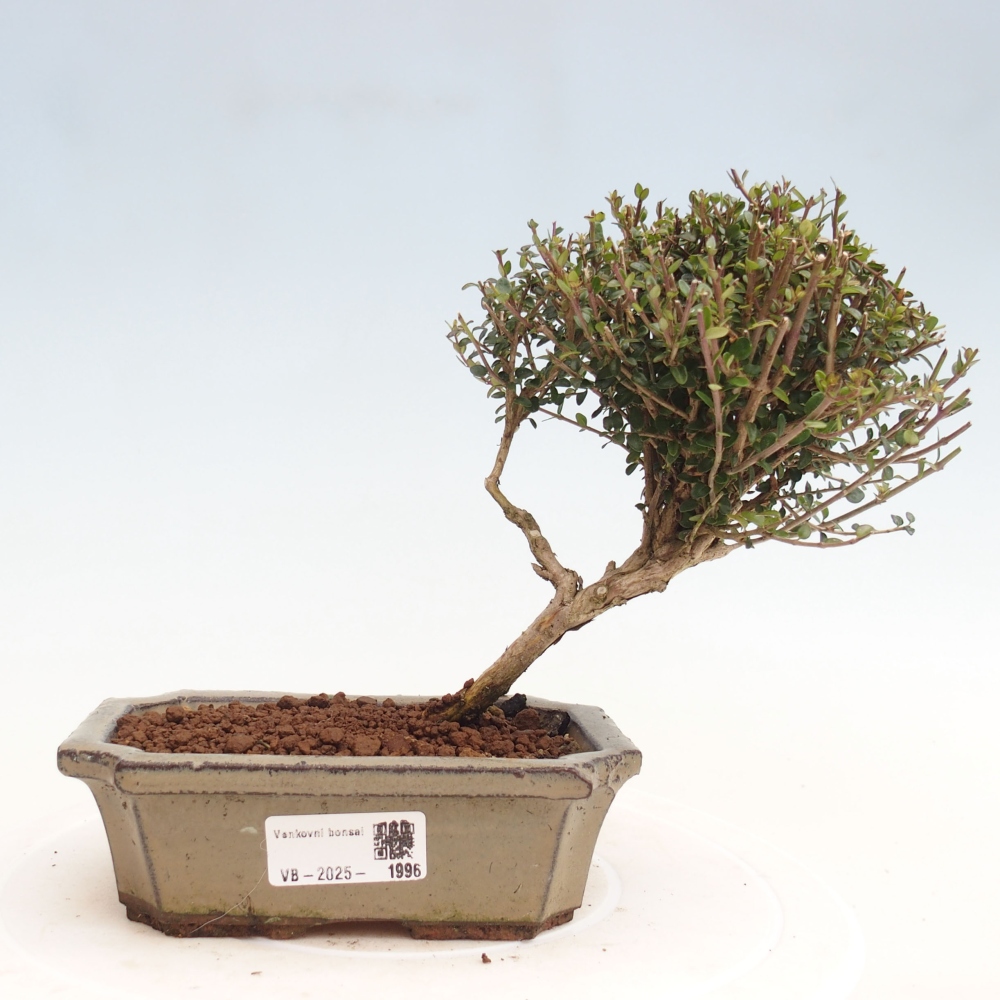 Odkryty bonsai-Lonicera nitida Twiggy -Wiciokrzew