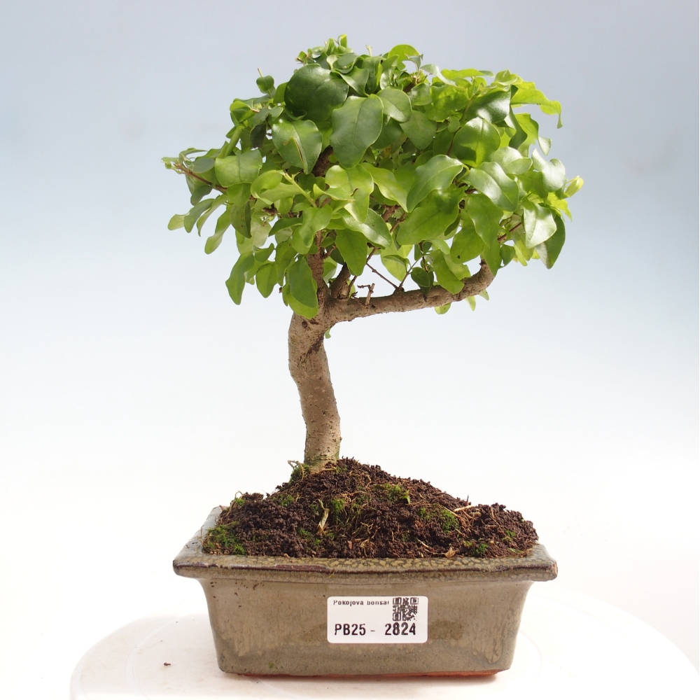 Kryte bonsai - Ligustrum chinensis - widok z lotu ptaka