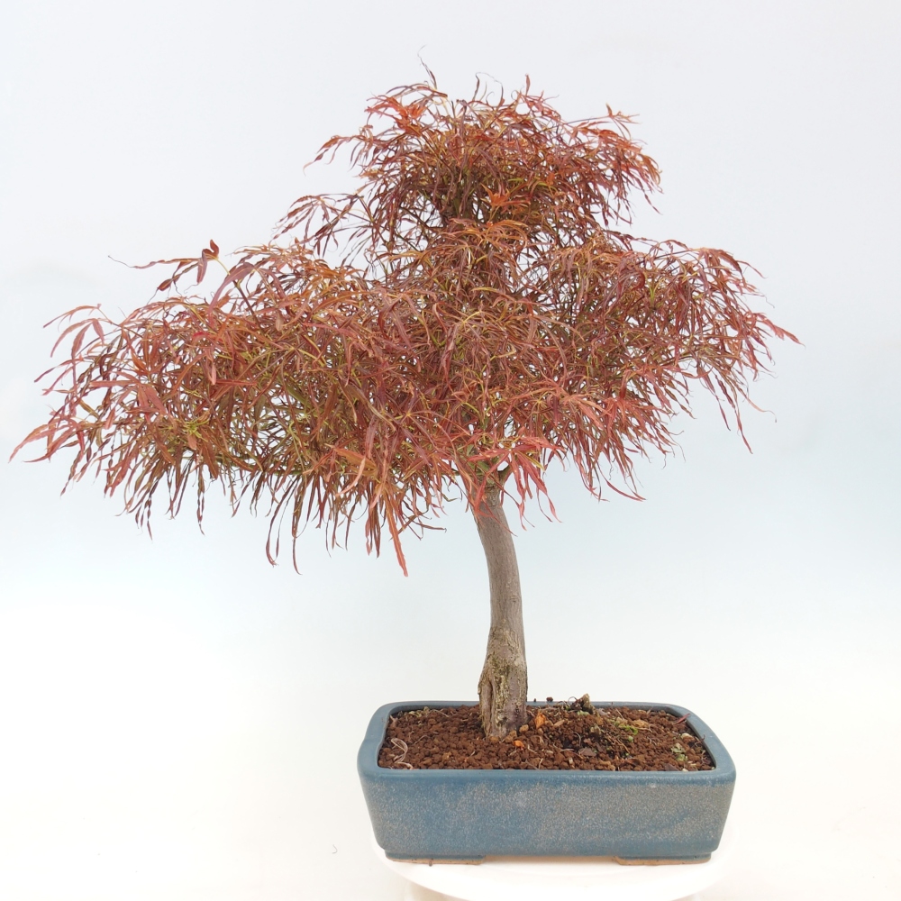 Bonsai zewnętrzne - Acer palmatum RED PYGMY