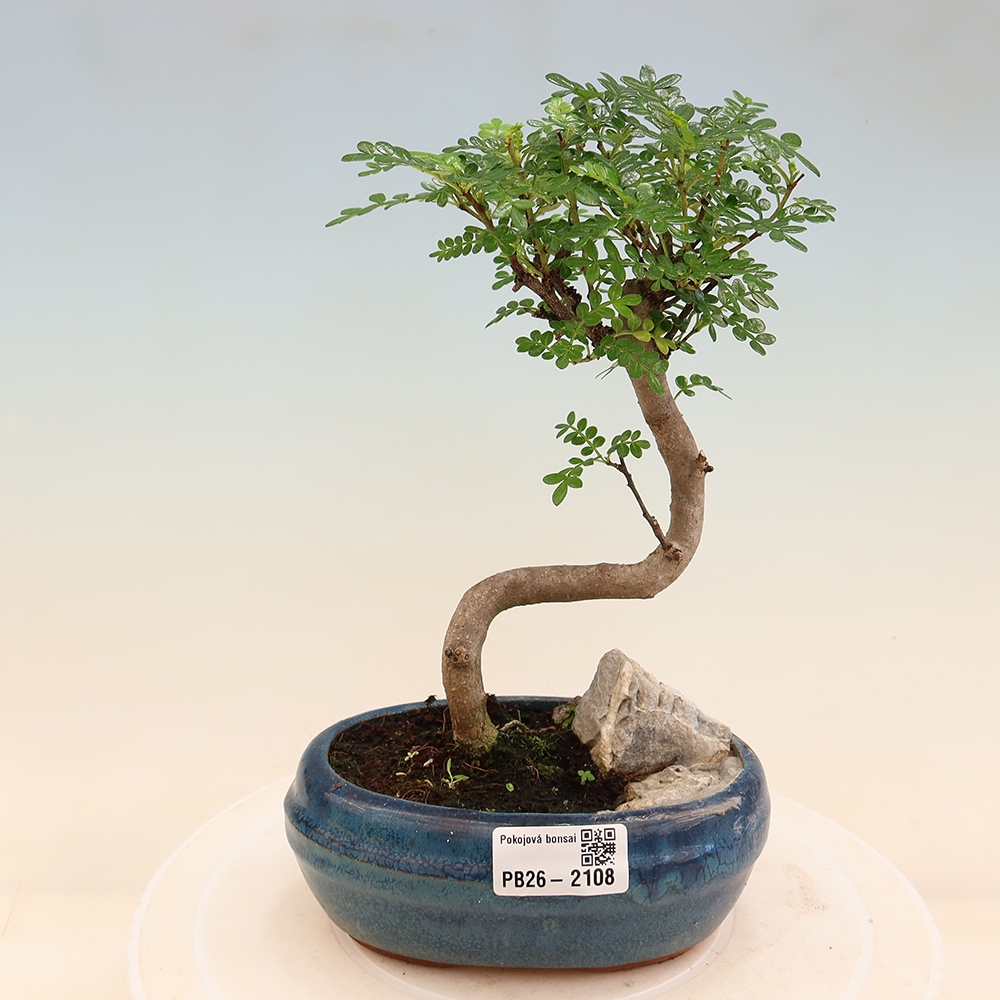 Pokój bonsai - Zantoxylum piperitum - drzewo pieprzowe
