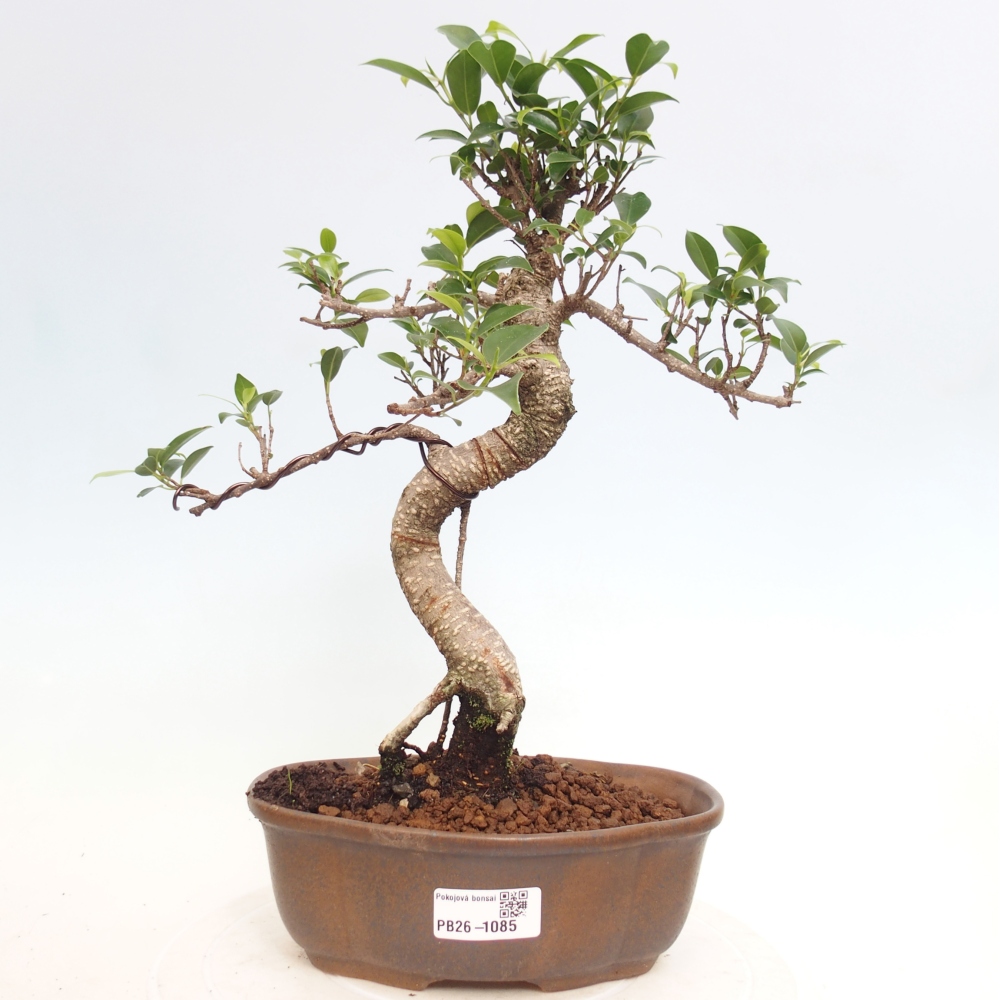 Pokój bonsai - Ficus retusa - figowiec drobnolistny