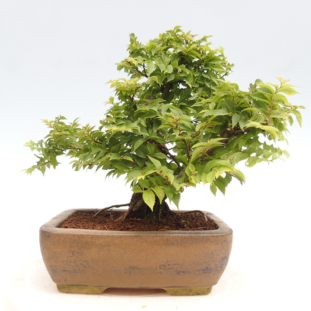 Bonsai zewnętrzne - Ulmus parvifolia  - Wiąz drobnolistny