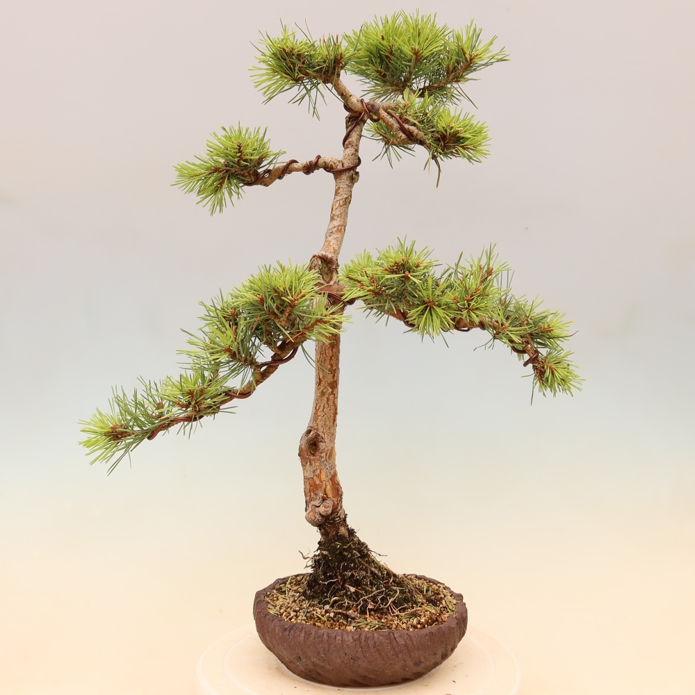 Bonsai ogrodowe – Pinus Sylvestris Watererri – sosna leśna